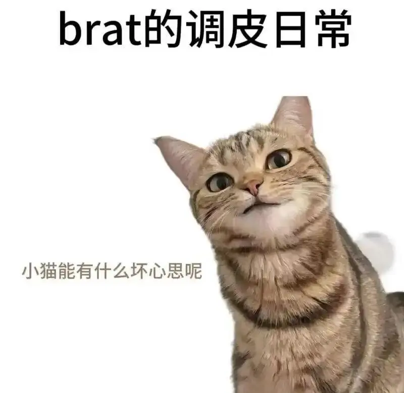 【西檬之家】k9犬系是什么？字母圈新人角色属性指南